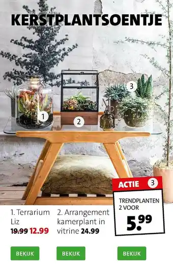 Intratuin Terrarium Liz, Arrangement Kamerplant In Vitrine Of Trenplanten aanbieding