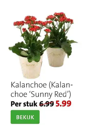 Intratuin Kalanchoe (Kalanchoe 'Sunny Red') aanbieding