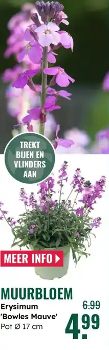 GroenRijk MUURBLOEM aanbieding