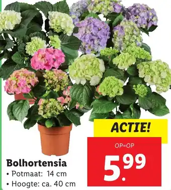 Lidl Bolhortensia aanbieding