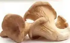 Ekoplaza OESTERZWAMMEN aanbieding