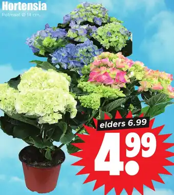 Dirk Hortensia aanbieding