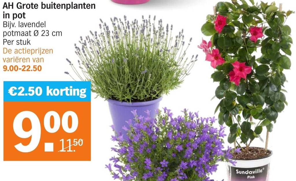 AH Grote buitenplanten in pot 23 cm aanbieding bij Albert Heijn