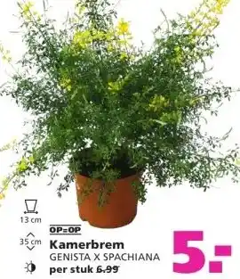 Ranzijn Kamerbrem aanbieding