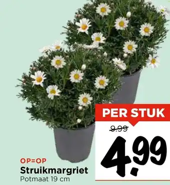 Vomar Voordeelmarkt Struikmargriet aanbieding