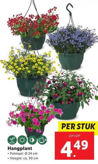 Lidl Hangplant aanbieding