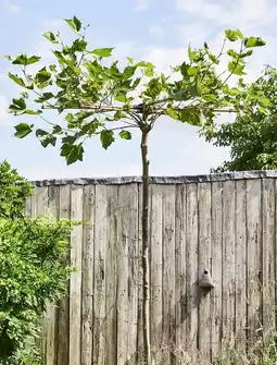 Intratuin Dakplataan (Platanus Acerifolia) D40 H220 cm aanbieding