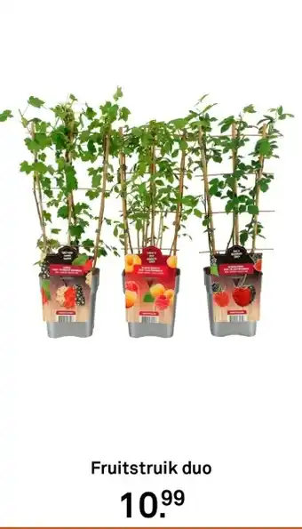 Karwei Fruitstruik duo aanbieding