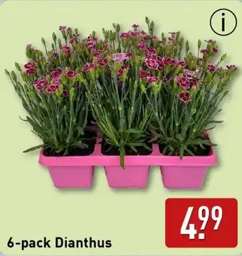 ALDI 6 pack Dianthus aanbieding