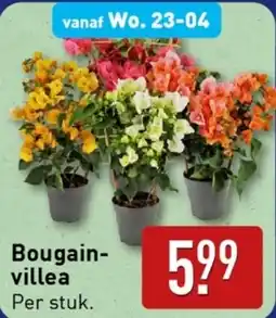 ALDI Bougain villea aanbieding