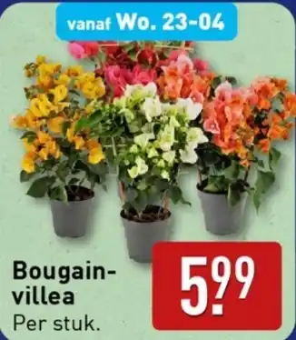 ALDI Bougain villea aanbieding