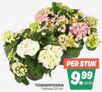 Dekamarkt Tuinhortensia aanbieding