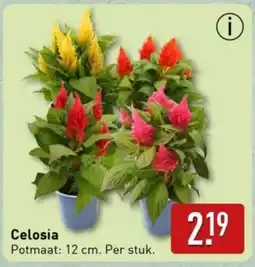 ALDI Celosia aanbieding