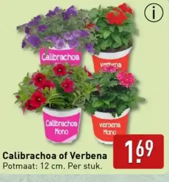 ALDI Calibrachoa of Verbena aanbieding