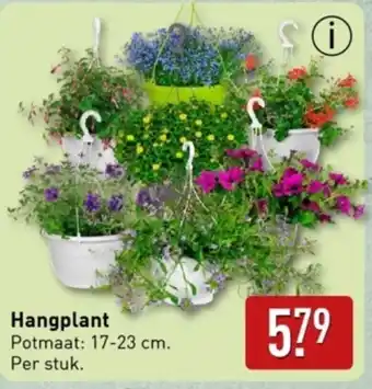 ALDI Hangplant aanbieding