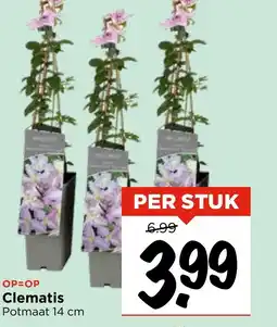 Vomar Voordeelmarkt Clematis aanbieding
