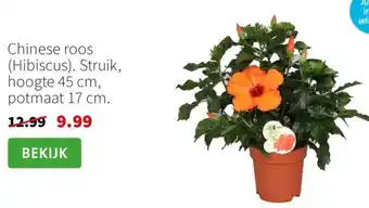 Intratuin Chinese roos Hibiscus aanbieding