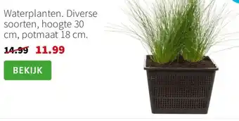 Intratuin Waterplanten. aanbieding