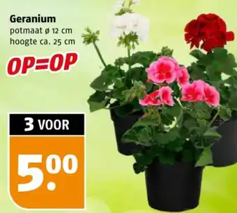 Poiesz Geranium aanbieding