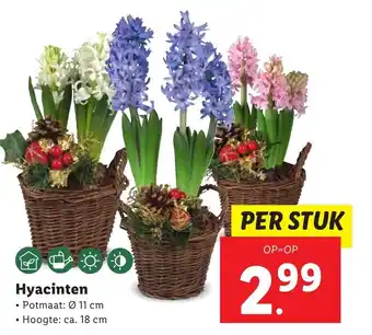 Lidl Hyacinten aanbieding