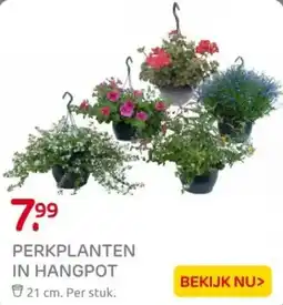Praxis Perkplanten in hangpot aanbieding