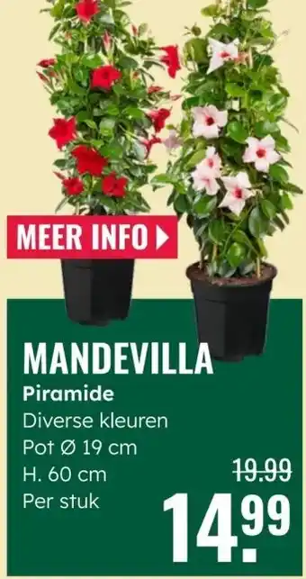 GroenRijk MANDEVILLA aanbieding