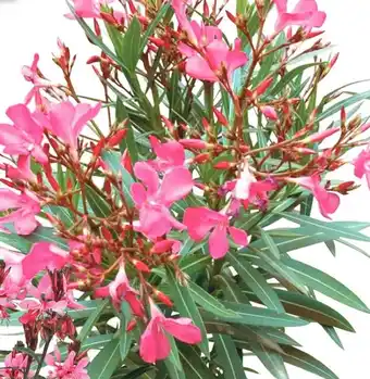 Coppelmans Nerium Oleander aanbieding