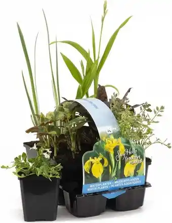 Intratuin Moerasplanten Inheemse planten in 6 pac aanbieding