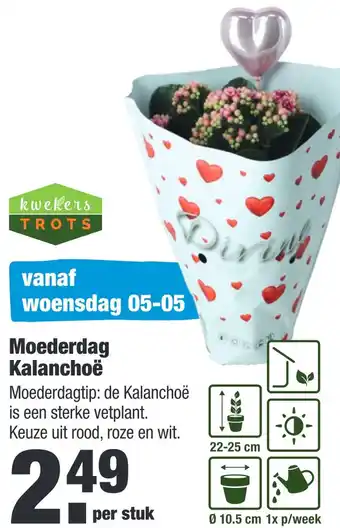 ALDI Moederdag kalanchoë aanbieding