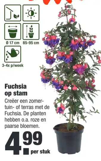 ALDI Fuchsia op stam aanbieding