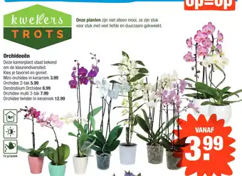 ALDI Orchideeën aanbieding