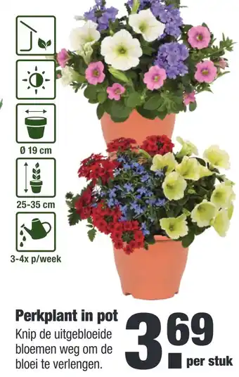 ALDI Perkplant in pot aanbieding