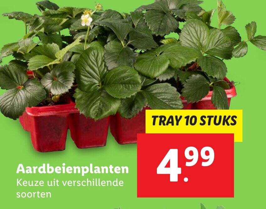 Aardbeienplanten aanbieding bij Lidl