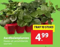 Lidl Aardbeienplanten aanbieding