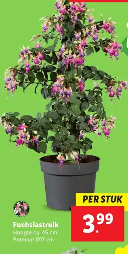 Lidl Fuchsiastruik aanbieding