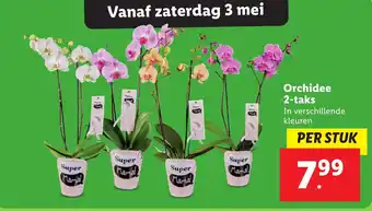 Lidl Orchidee 2 taks aanbieding