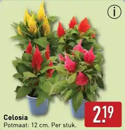ALDI Celosia aanbieding