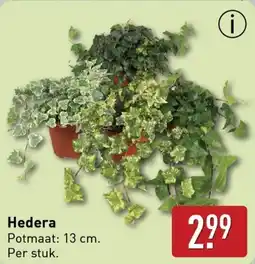 ALDI Hedera aanbieding