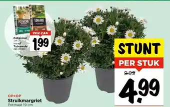 Vomar Voordeelmarkt Struikmargriet aanbieding