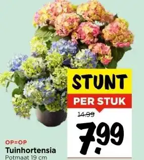 Vomar Voordeelmarkt Tuinhortensia aanbieding