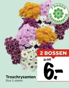 Vomar Voordeelmarkt Troschrysanten aanbieding