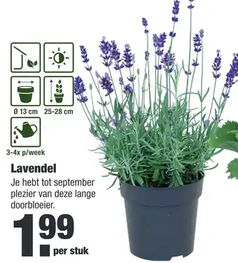 ALDI Lavendel aanbieding