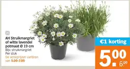 Albert Heijn AH Struikmargriet of witte lavendel aanbieding