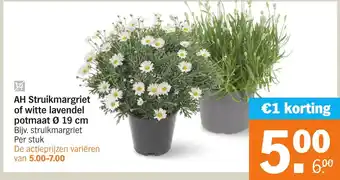 Albert Heijn AH Struikmargriet of witte lavendel aanbieding