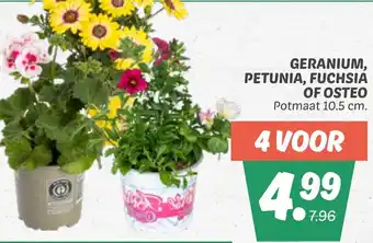 Dekamarkt Geranium, petunia, fuchsia of osteo aanbieding