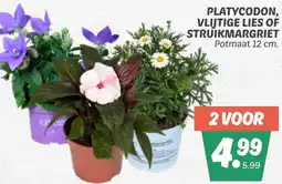 Dekamarkt Platycodon, vlijtige lies of struikmargriet aanbieding