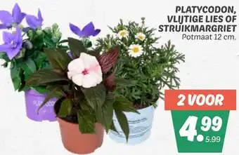 Dekamarkt Platycodon, vlijtige lies of struikmargriet aanbieding