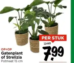 Vomar Voordeelmarkt Gatenplant of Strelizia aanbieding