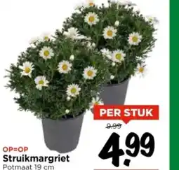 Vomar Voordeelmarkt Struikmargriet aanbieding