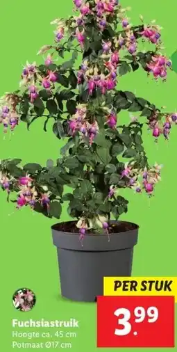 Lidl Fuchsiastruik aanbieding